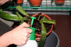 Orchideen giessen & übersprühen